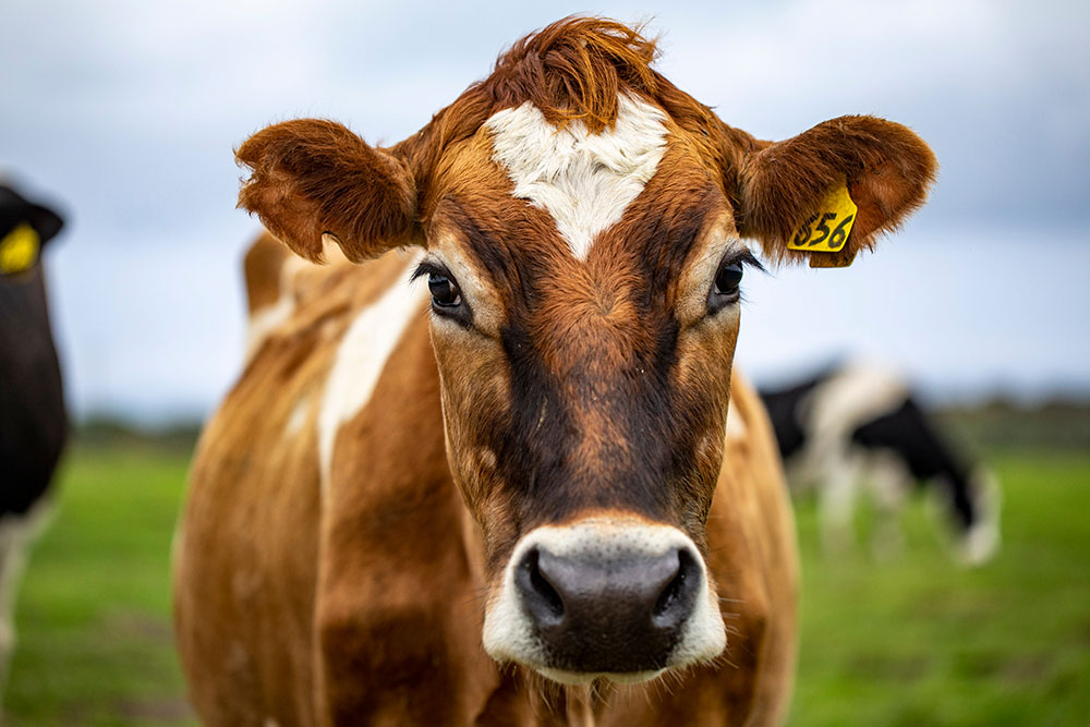 Close-up of a brown dairy cow with a white marking on its forehead and a yellow ear tag, standing in a green pasture with other cows blurred in the background.