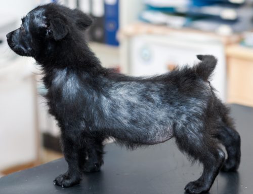 Why Is My Dog Losing Hair in Perfect Patches on Both Sides?