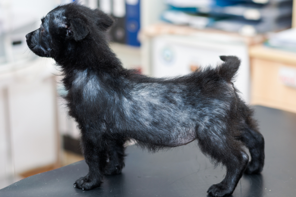 Dog with skin irritation and patchy fur due to demodectic mange.