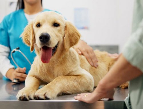 Making Sense of Your Pet’s Heart Medications