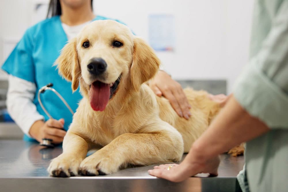 Veterinarian consulting with a dog owner during a pet health examination at a veterinary clinic
