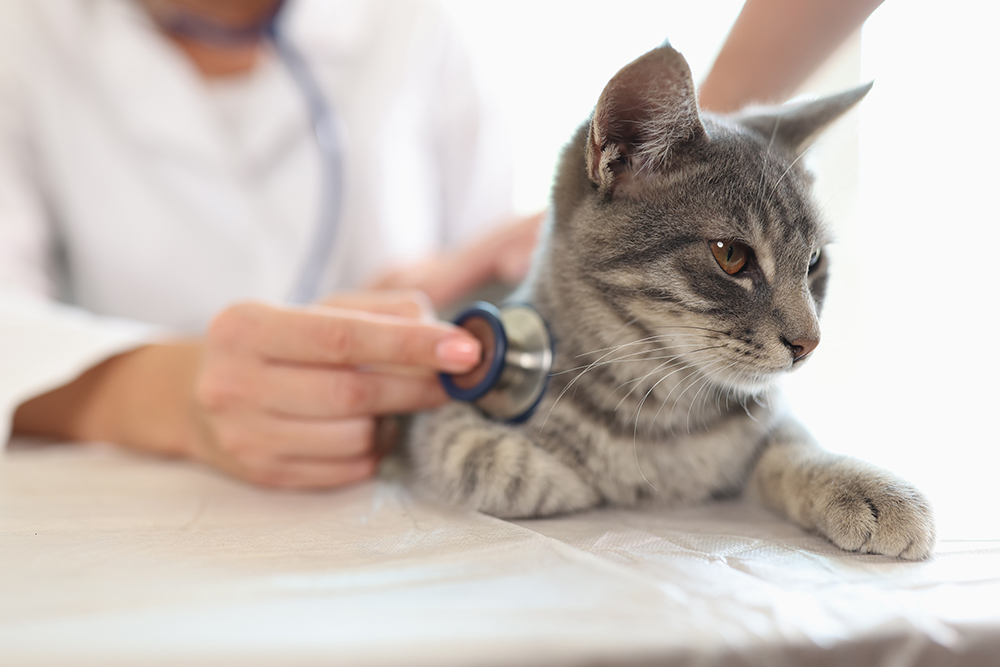 Kitten receiving a physical examination during a routine veterinary checkup at an animal clinic