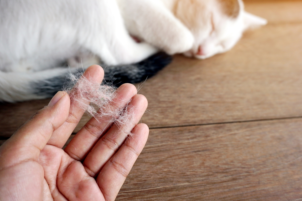 Cat shedding loose fur during seasonal coat shedding.