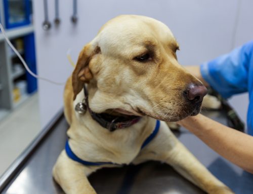 Why Are Immune-Mediated Blood Diseases So Serious in Dogs and Cats?