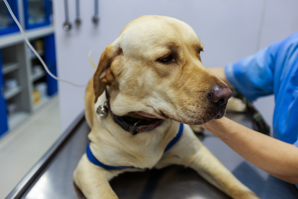 Labrador undergoing emergency veterinary treatment, highlighting urgent pet care, rapid diagnosis, stabilization, and life-saving medical intervention when needed.